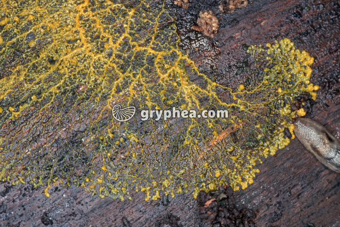 Myxomycète (Blob ou Physarum polycephalum) - gryphea.org